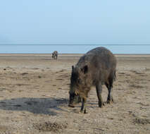 Image of Bearded Pig