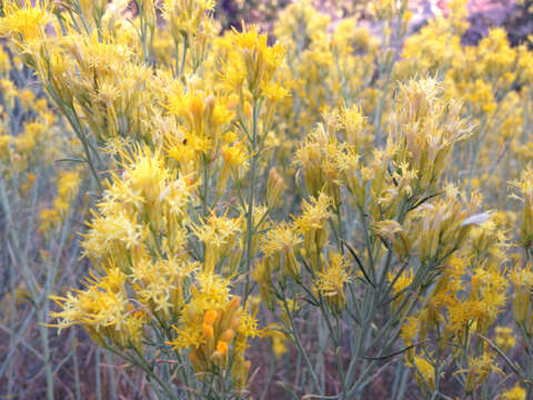 Image of Ericameria nauseosa var. mohavensis (Greene) G. L. Nesom & G. I. Baird