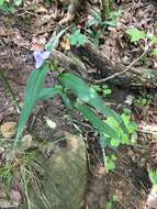 Image of zigzag spiderwort