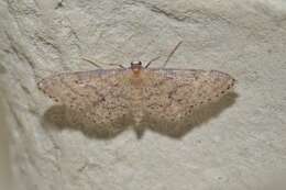 Image of Idaea rhodogrammaria Püngeler 1913