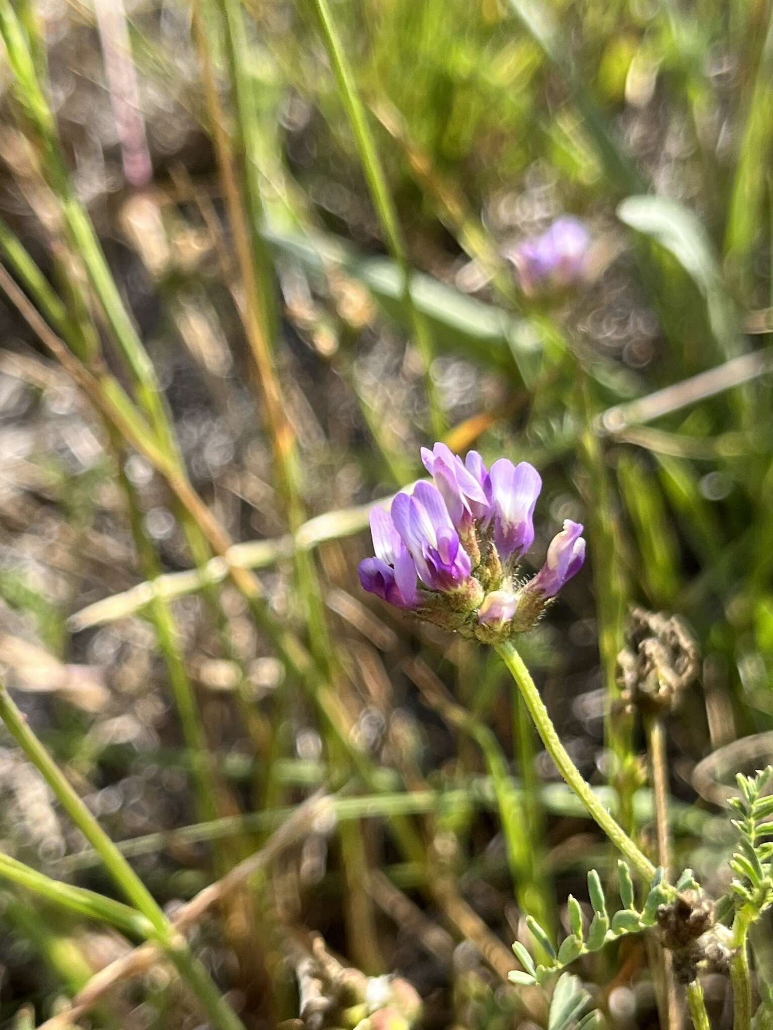 Imagem de Astragalus didymocarpus var. milesianus (Rydb.) Jeps.