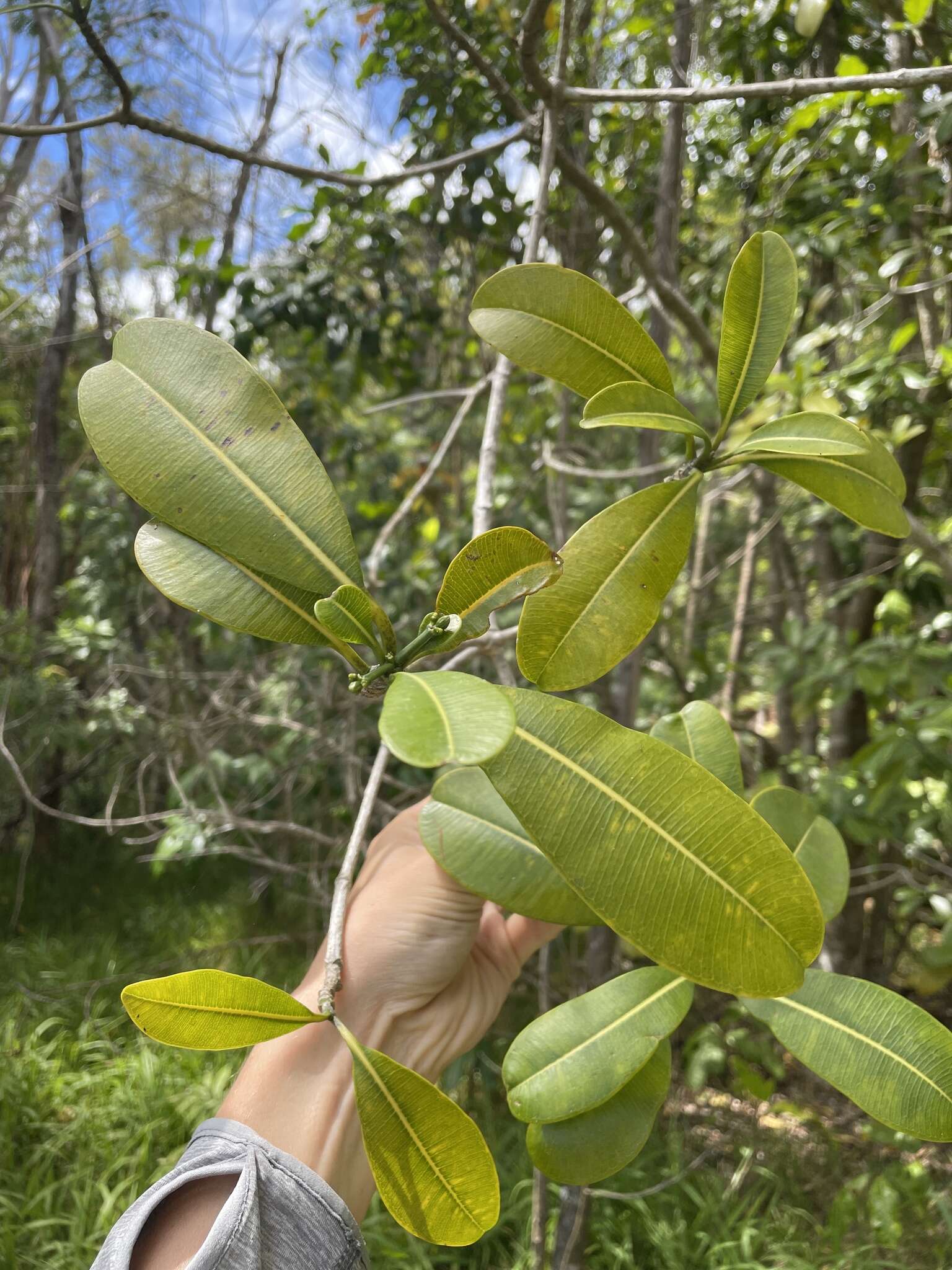 Image of island yellowwood