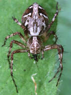 Image of Western Lynx Spider