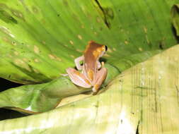 Image of Dendropsophus arndti Caminer, Milá, Jansen, Fouquet, Venegas, Chávez, Lougheed & Ron 2017