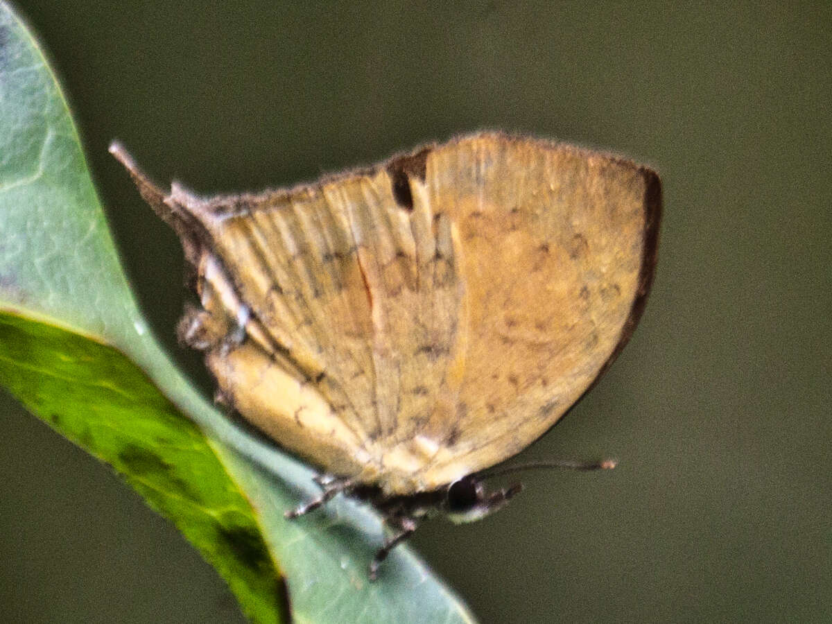 Image of Yasoda tripunctata atrinotata Fruhstorfer 1912