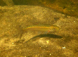 Image of Clanwilliam Redfin