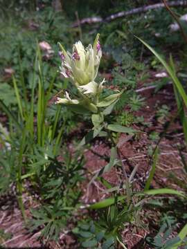 Image of Port Clarence Indian-Paintbrush