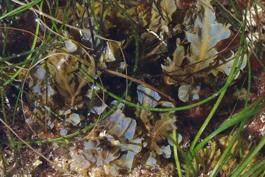 Image of Dictyopteris undulata