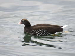 Image of Kelp Goose