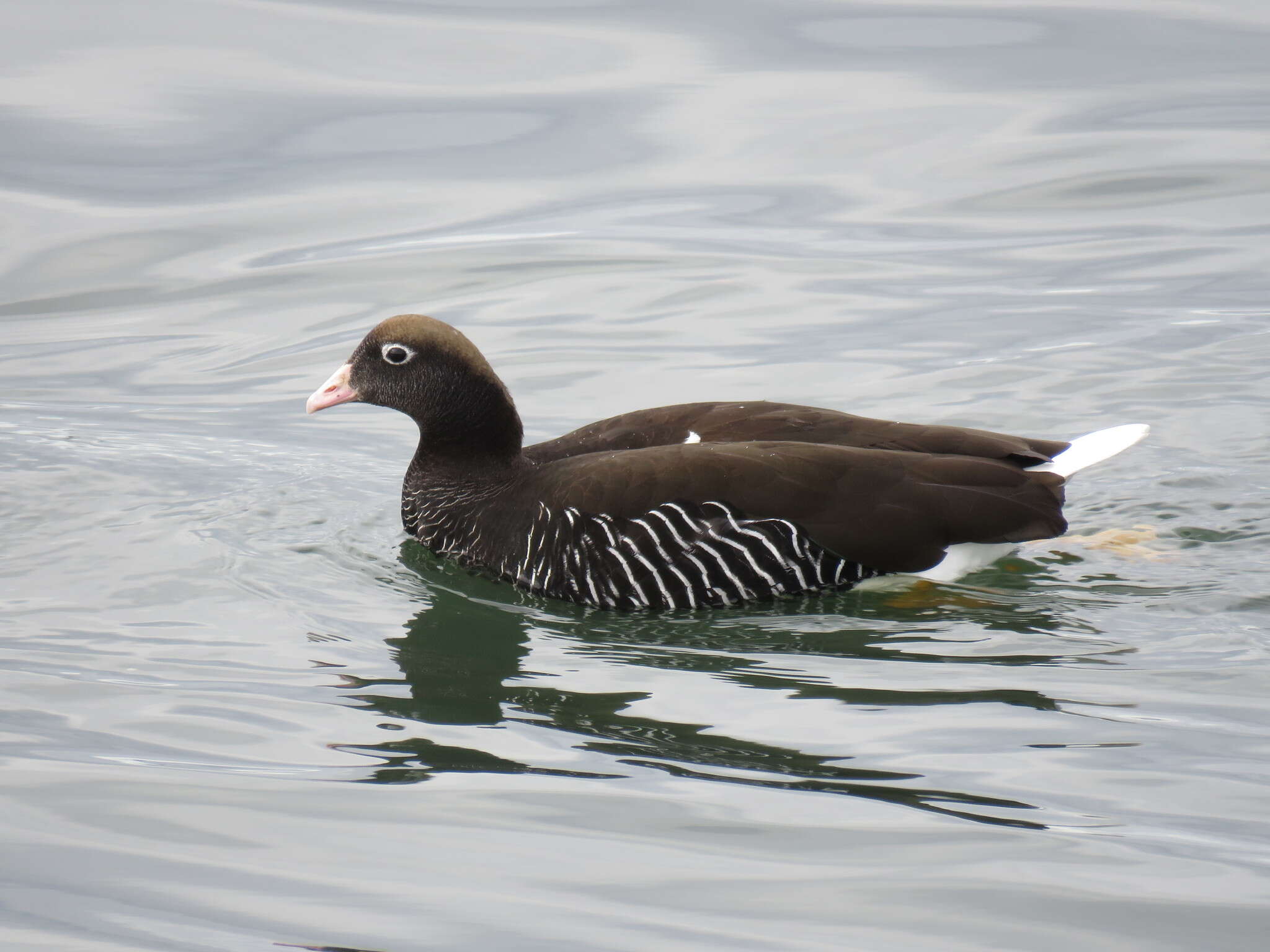 Image of Kelp Goose