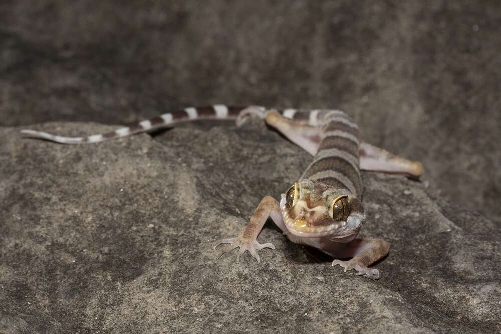 Слика од Cyrtodactylus mcdonaldi Shea, Couper, Wilmer & Amey 2011