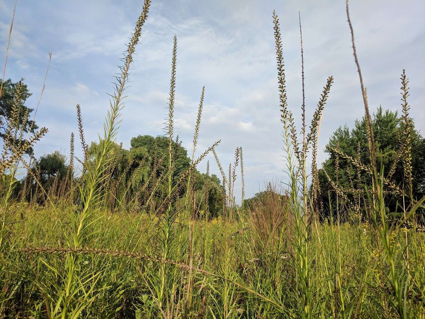 Image of dense blazing star