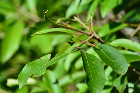 Image of Damburneya salicifolia (Kunth) Trofimov & Rohwer