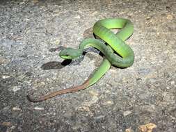 Image of Trimeresurus rubeus (Malhotra, Thorpe, Mrinalini & Stuart 2011)