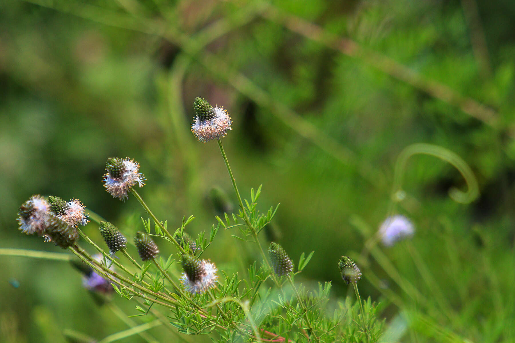 Image of Feay's prairie clover