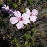 Image of Acmadenia tetragona (L. fil.) Bartl. & Wendl. fil.