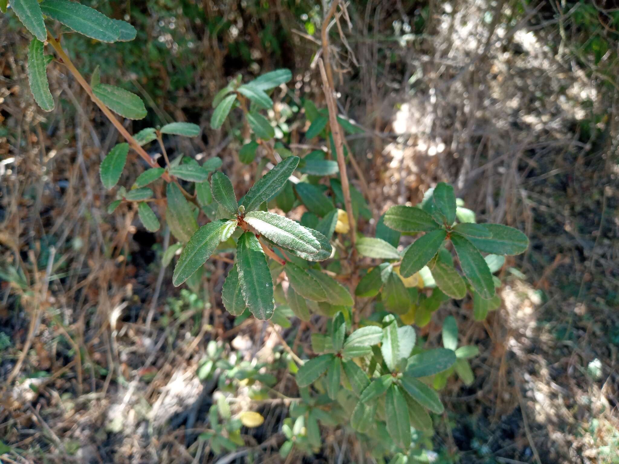 Plancia ëd Adenopeltis serrata (W. T. Aiton) I. M. Johnst.