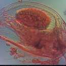 Image of gliding waterflea