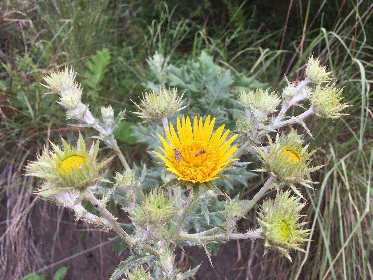 Image of Berkheya maritima J. M. Wood