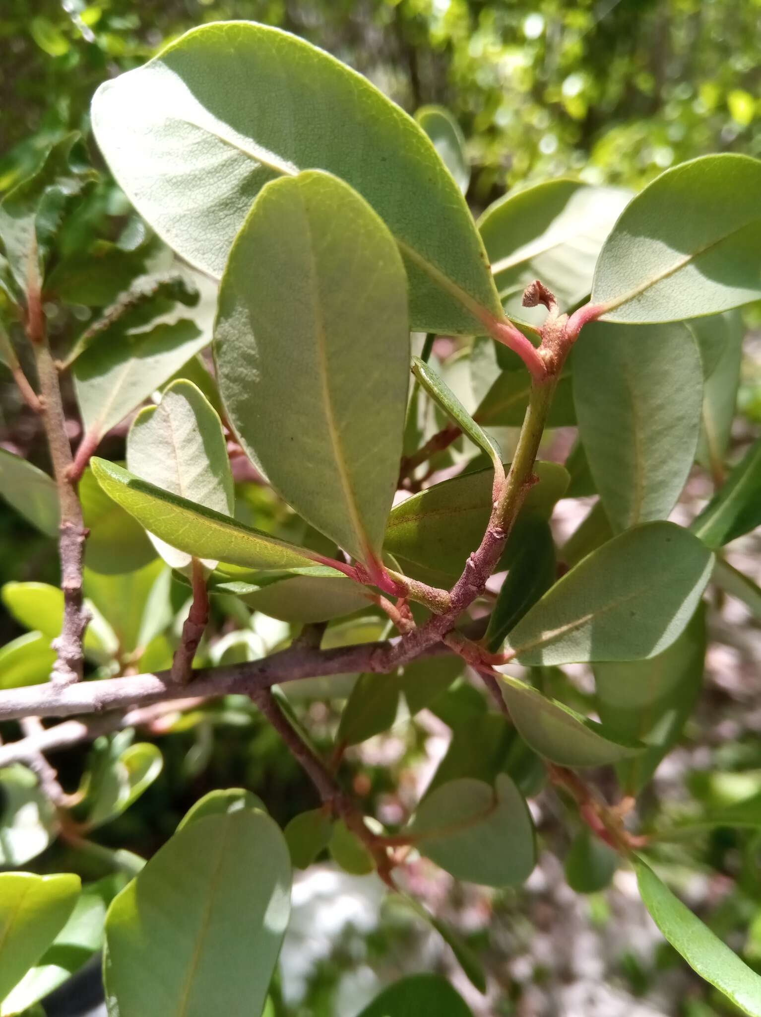 Image of Capurodendron pervillei (Engl.) Aubrév.