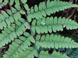 Image de Athyrium wardii (Hook.) Mak.