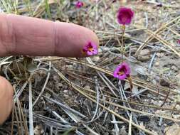 Image of Palmer's monkeyflower