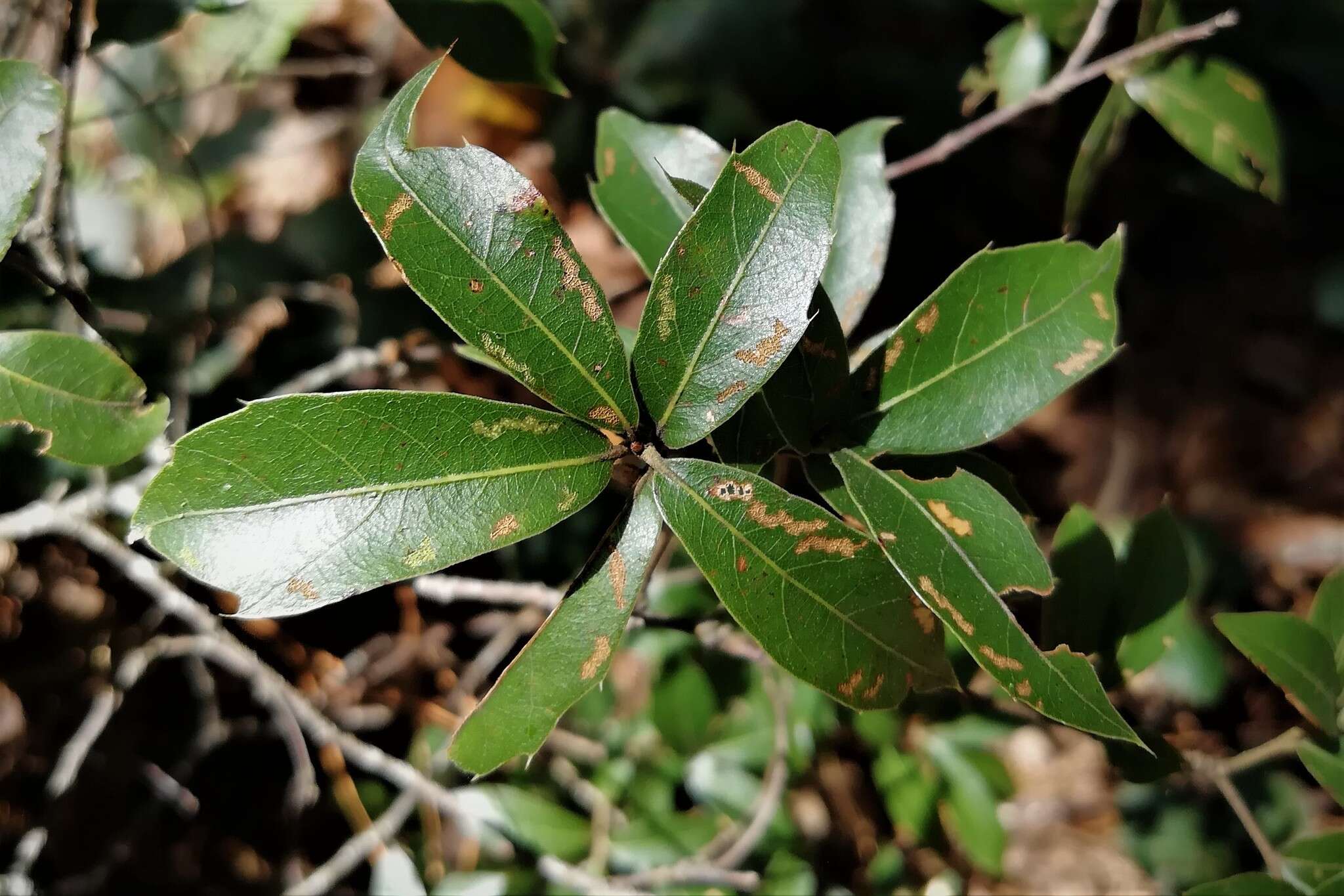 Imagem de Quercus laurina Bonpl.