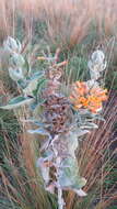 Image of Buddleja tubiflora Benth.