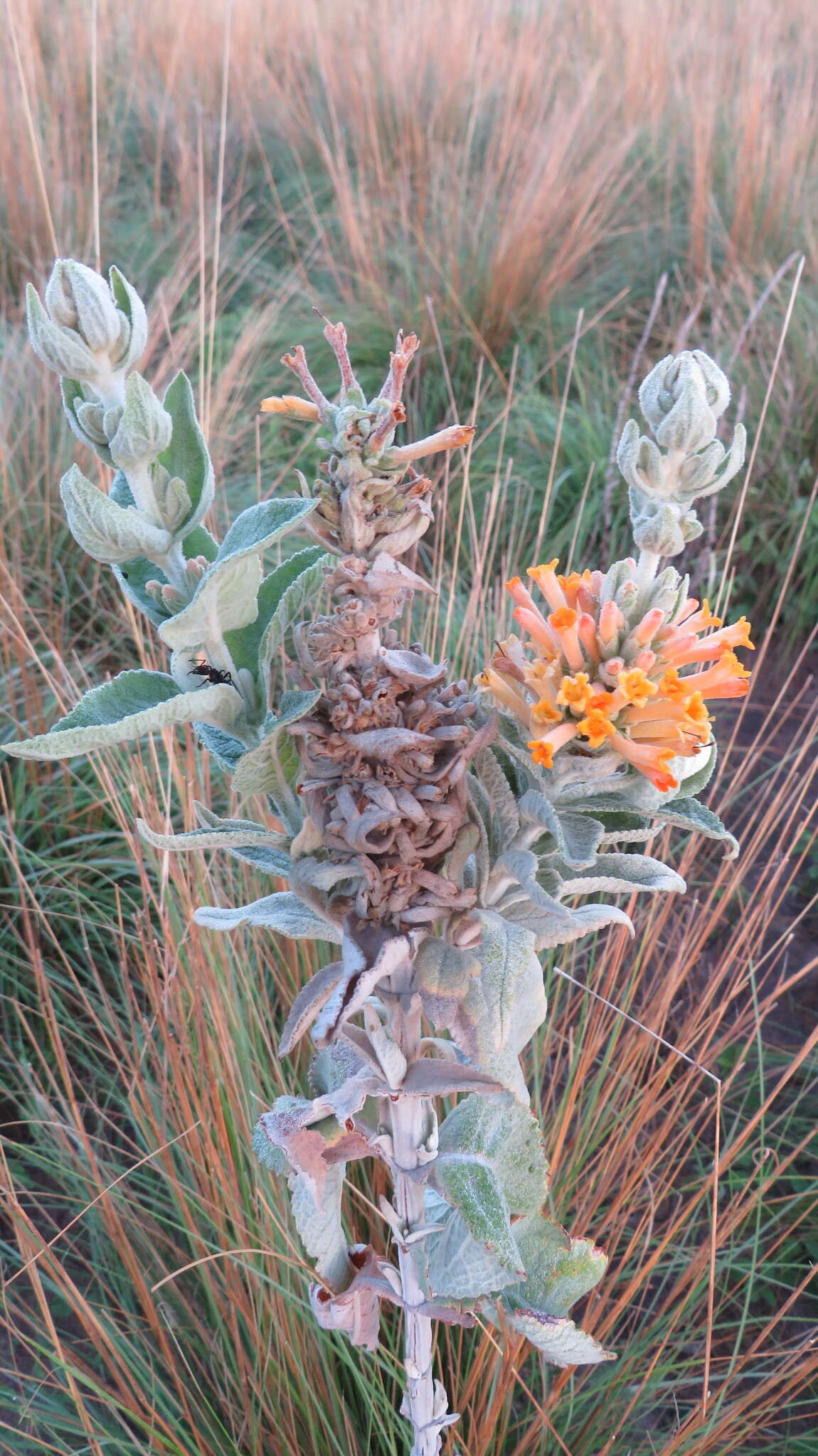 Image of Buddleja tubiflora Benth.