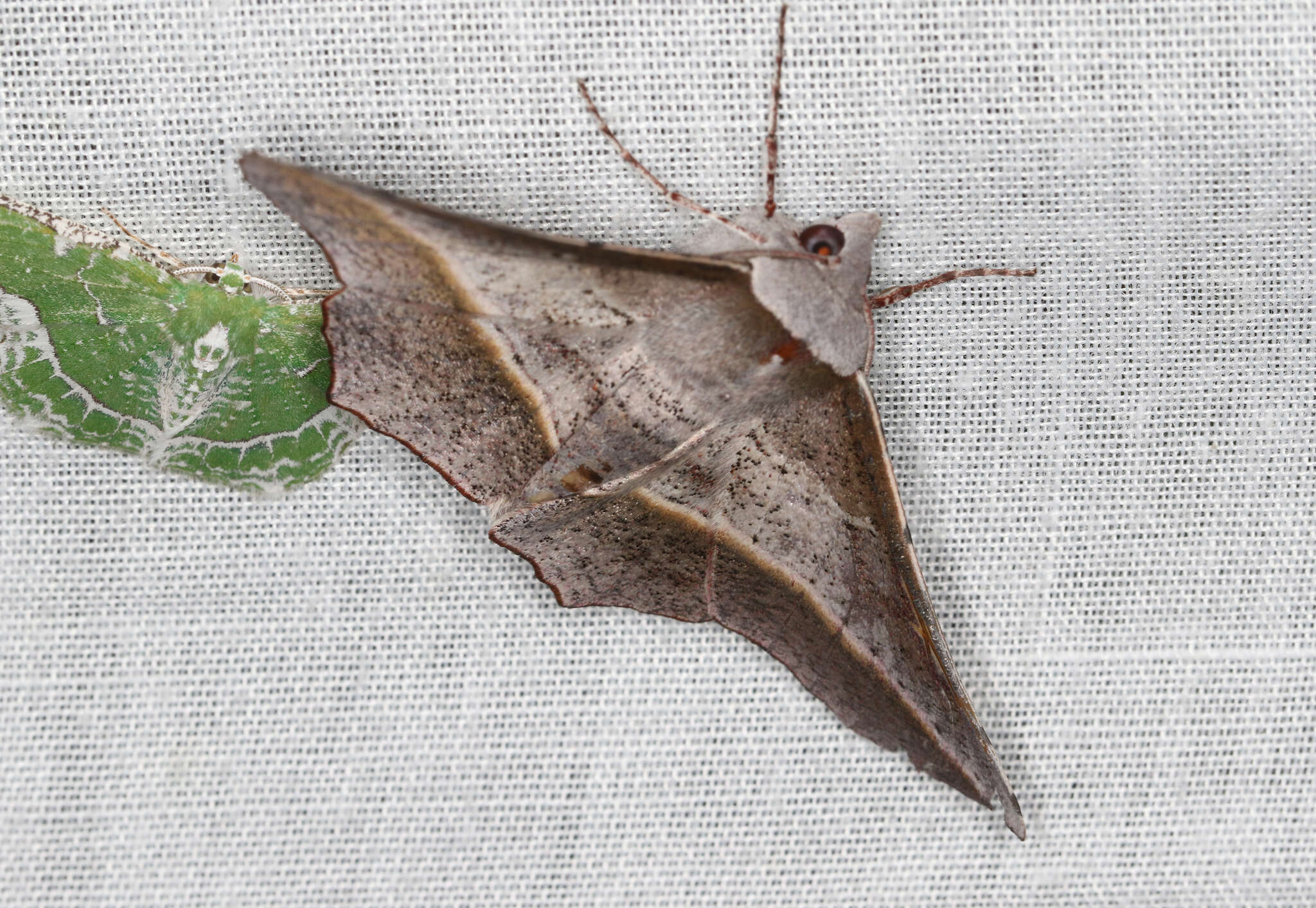 Image of Oenochroma vetustaria Walker 1860