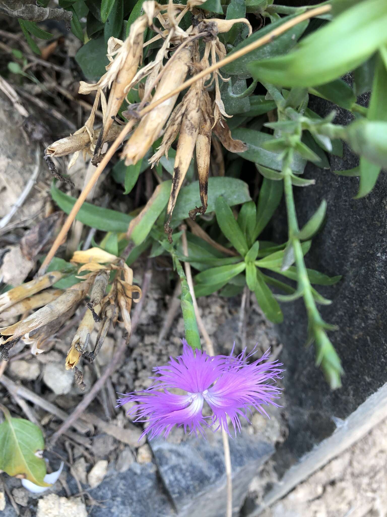 Image of Dianthus longicalyx Miq.