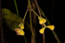 Image of Wilkiea austroqueenslandica Domin