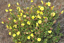 Helianthemum alypoides Losa Espana & Rivas Goday resmi