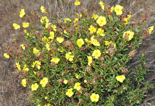 Helianthemum alypoides Losa Espana & Rivas Goday resmi