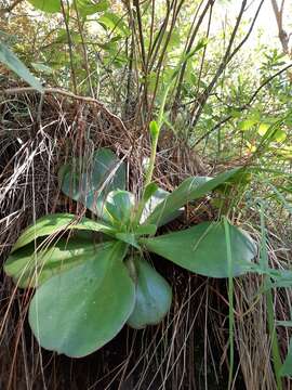 Image of succulent