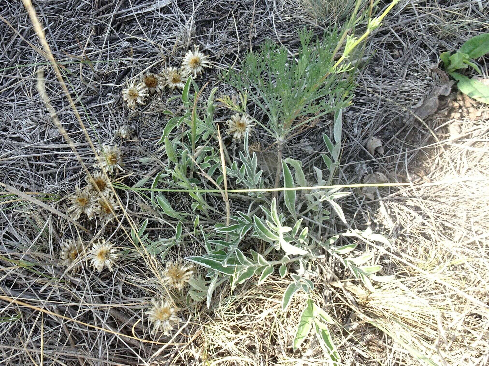 Plancia ëd Psephellus turgaicus (Klok.) A. L. Ebel