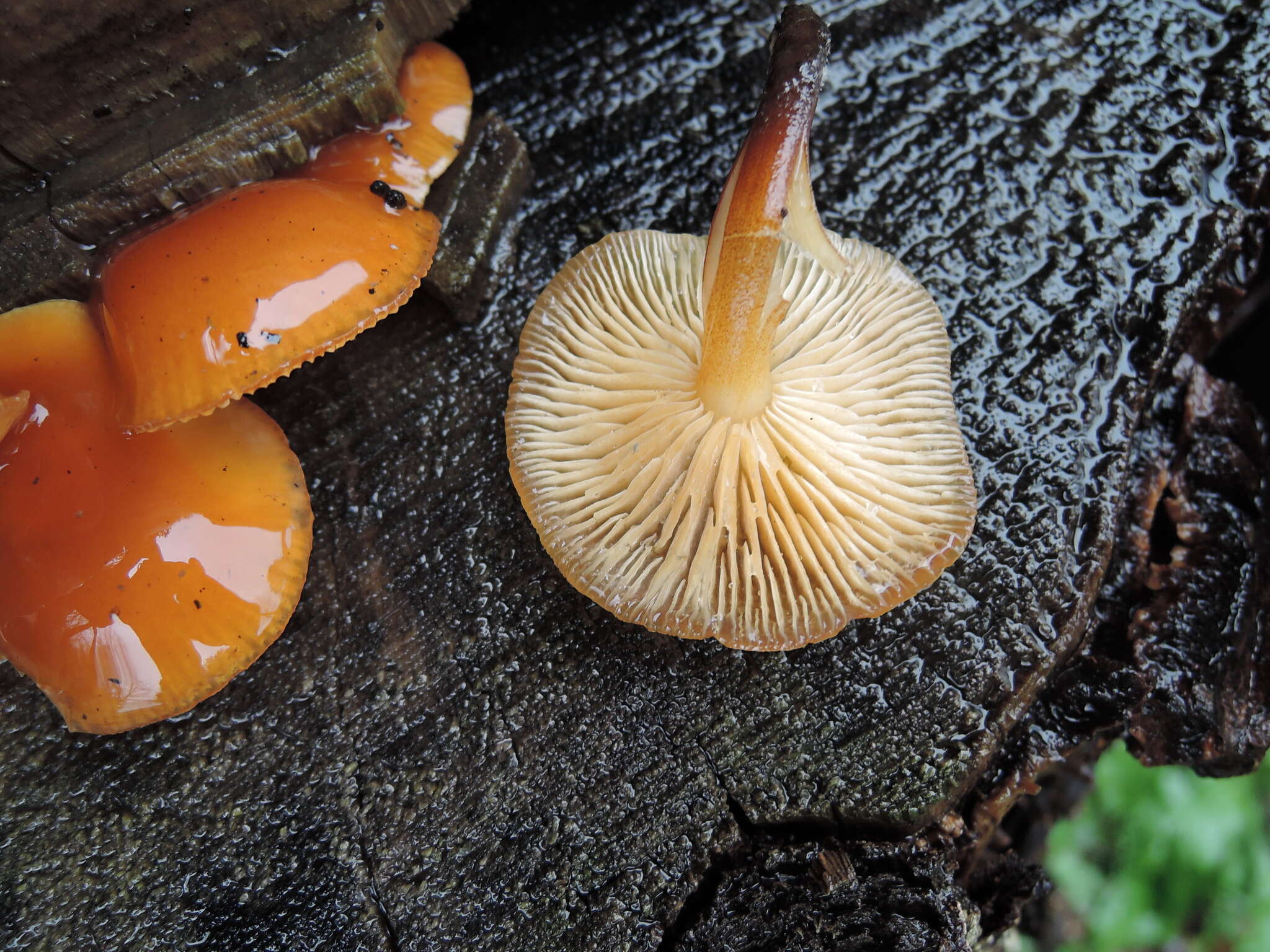 Plancia ëd Flammulina velutipes (Curtis) Singer 1951