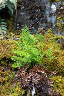 Cryptogramma sitchensis (Rupr.) Moore resmi