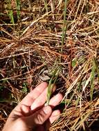 Image of Spiranthes sylvatica P. M. Br.