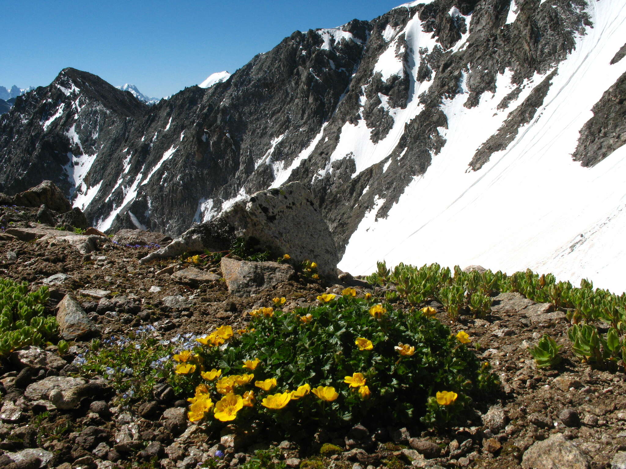 Image of Potentilla ruprechtii Boiss.