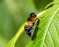 Image of Eristalis himalayensis Brunetti 1908