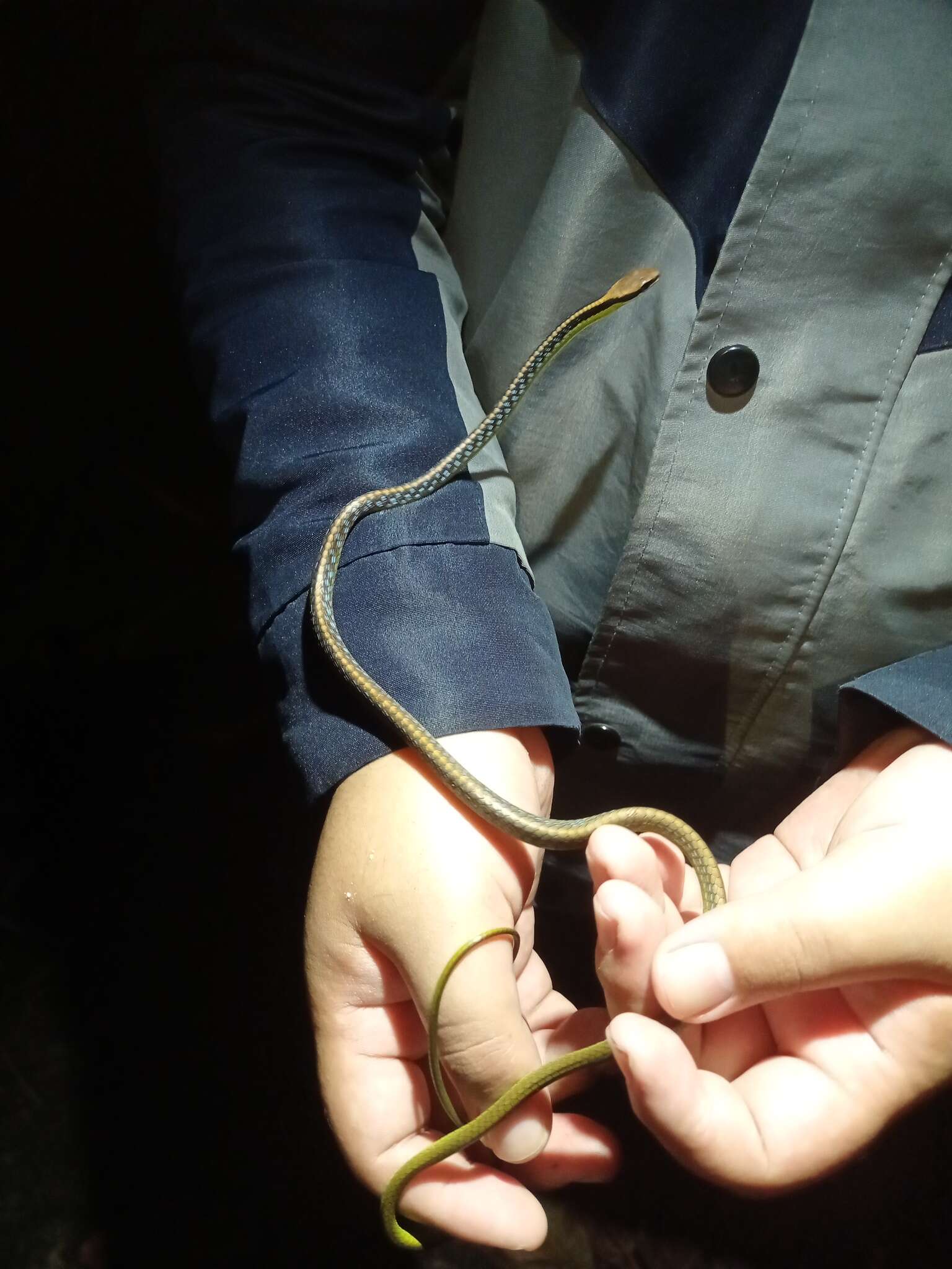 Image of Underwood’s Bronzeback snake