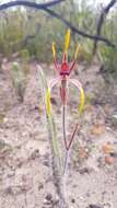 Image of Reaching spider orchid