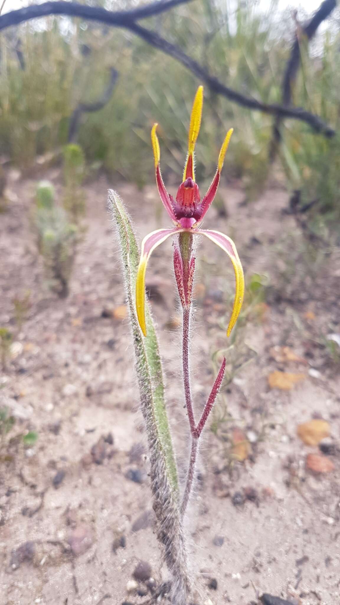 Caladenia arrecta Hopper & A. P. Br. resmi