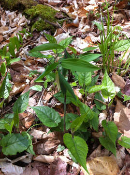 Image of sessileleaf bellwort