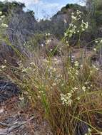 Image of Platysace filiformis (Bunge) C. Norman