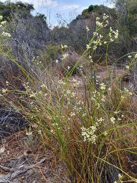 Image of Platysace filiformis (Bunge) C. Norman