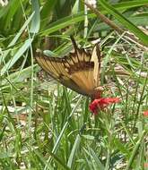 Слика од Papilio astyalus Godart 1819