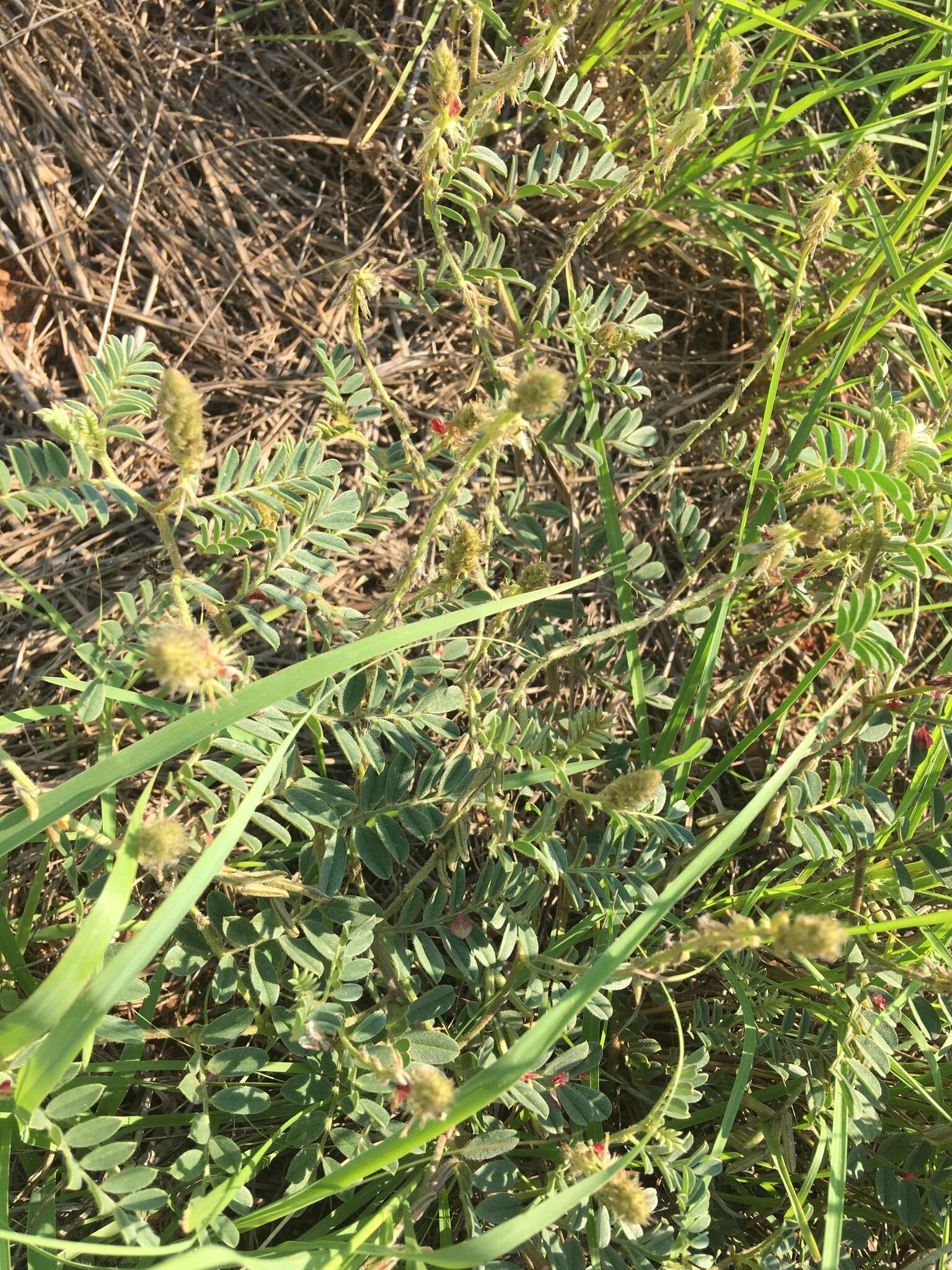 Imagem de Indigofera daleoides var. daleoides