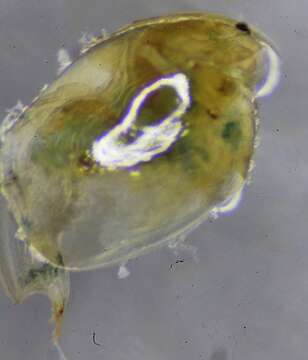 Image of Eurycercidae